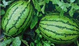 网红热瓜 17吃瓜fun,揭秘“吃瓜fun”背后的热门事件